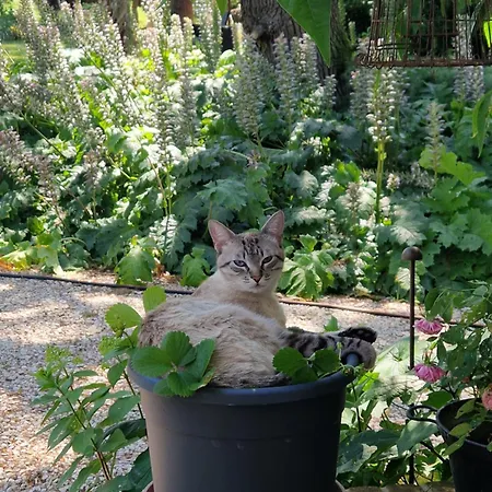 Quarto em Acomodações Particulares Calicanto - Dimora Nel Parco *